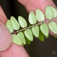 Wilson's Honeysuckle